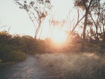 Sunlight filters through trees onto a peaceful forest path.