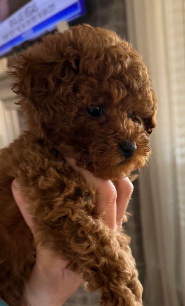A fluffy brown puppy being held gently by a hand.