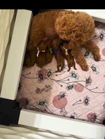 Lucy x Tucker welcomed 5 perfect puppies on 10/10/25 and we are in love!