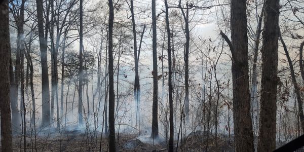 controlled burn. woods on fire