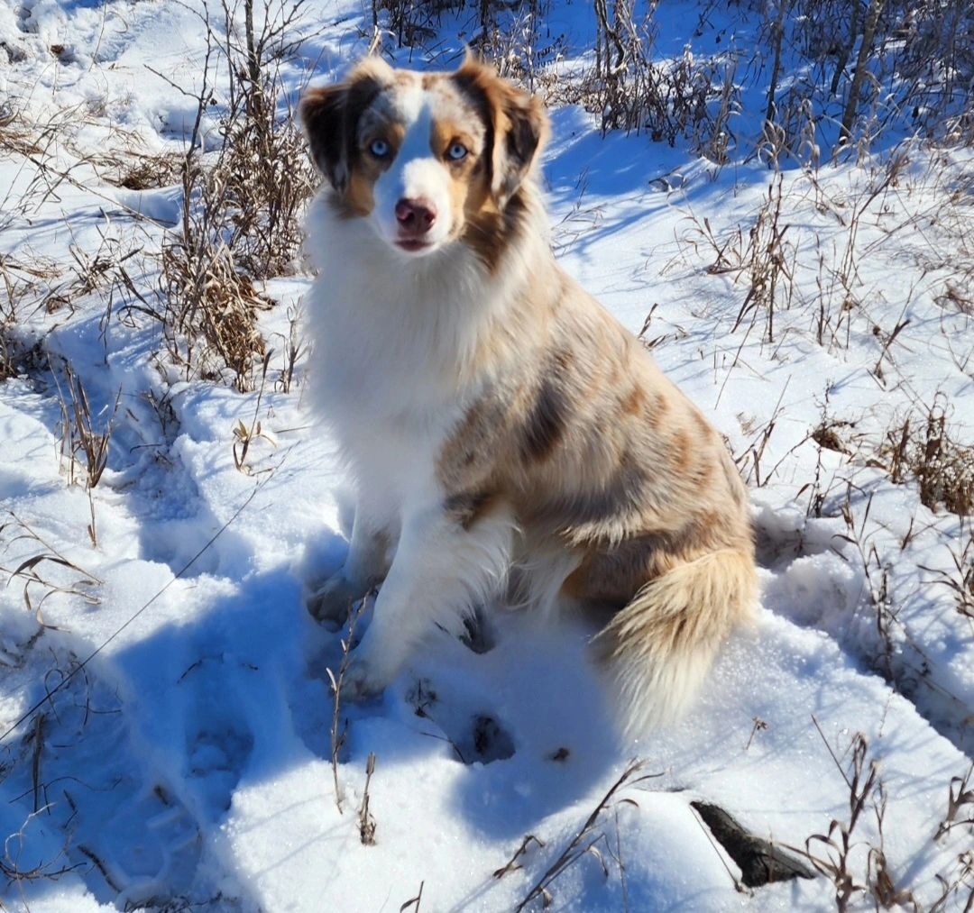 Merle hotsell creek aussies