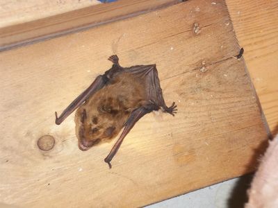 Bat Removed from a home in Clinton CT.