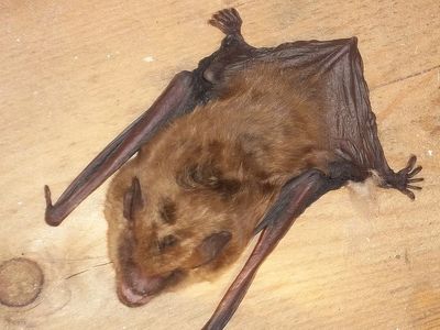 Bat Removed from a home in Essex CT.