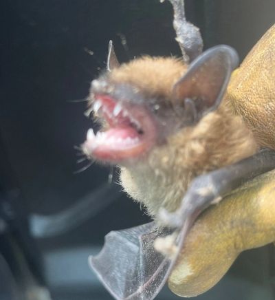 Bat Removed from a home in East HaddamCT