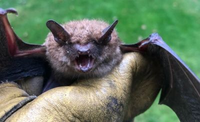 Bat Removed from a home in Marlborough CT