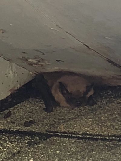 Bat under soffit return on an Old Saybrook home.