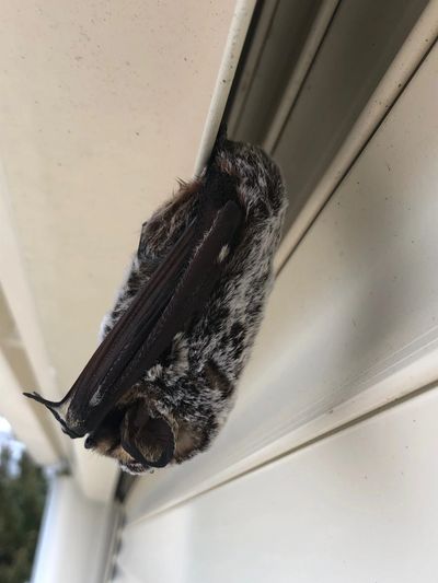 Silver Haired bat frozen on a Waterford home during early fall cold snap.