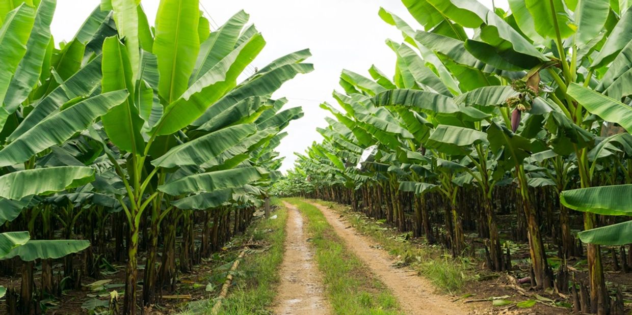yield-co-finance-primary-producer-agri-business-finance
