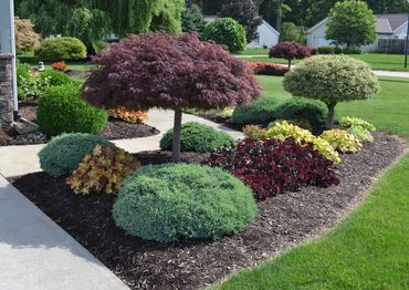 Mulch bed with a beautiful variety of plants and shrubs.