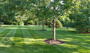 Mulch around a tree and a nice fertilzed lawn. 