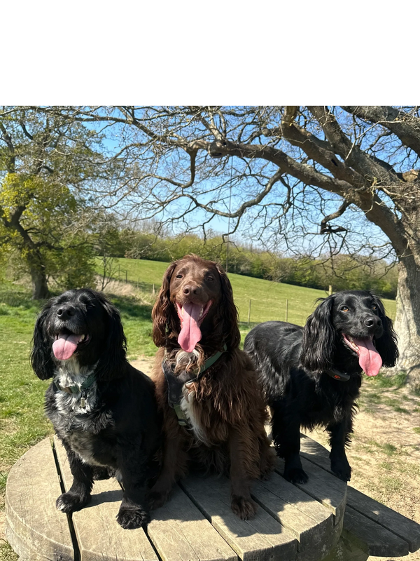 Three happy dogs sitting on a wooden platform outdoors on a sunny day.