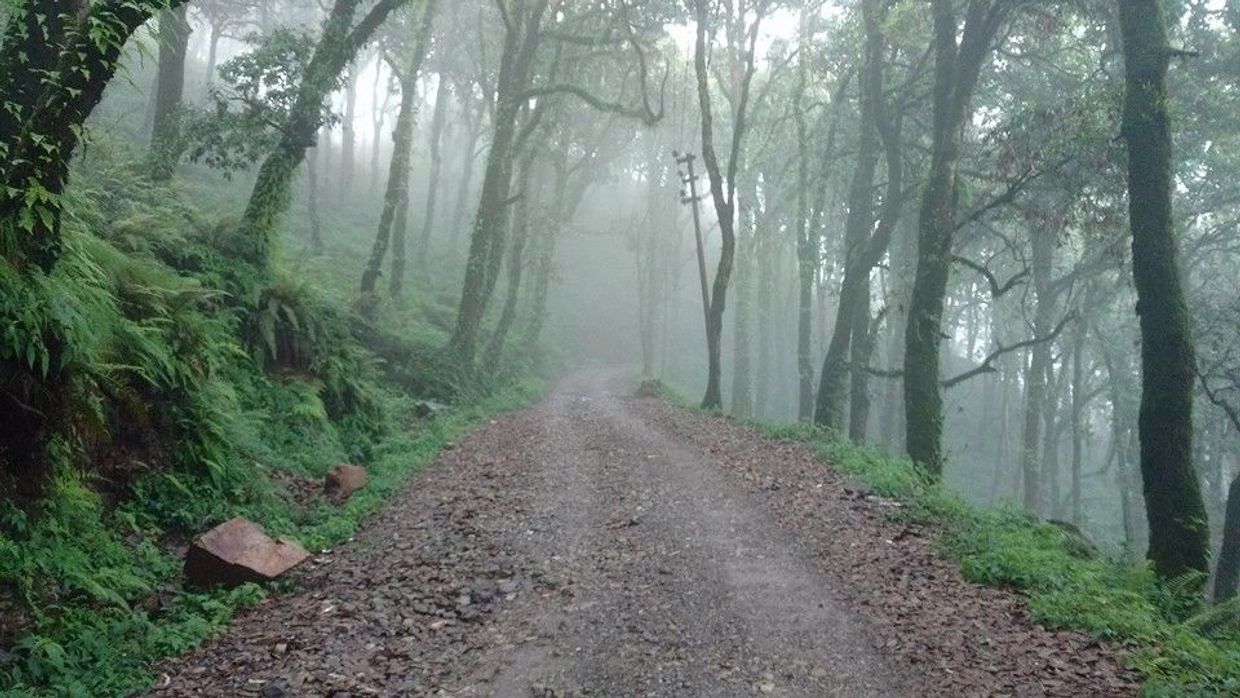 A foggy forest path surrounded by dense green foliage and tall trees.