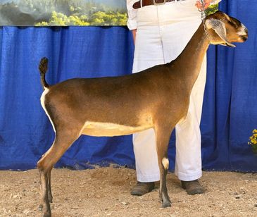 Brown goat standing with a person in white pants.