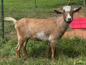 A small brown and white goat standing on grass.