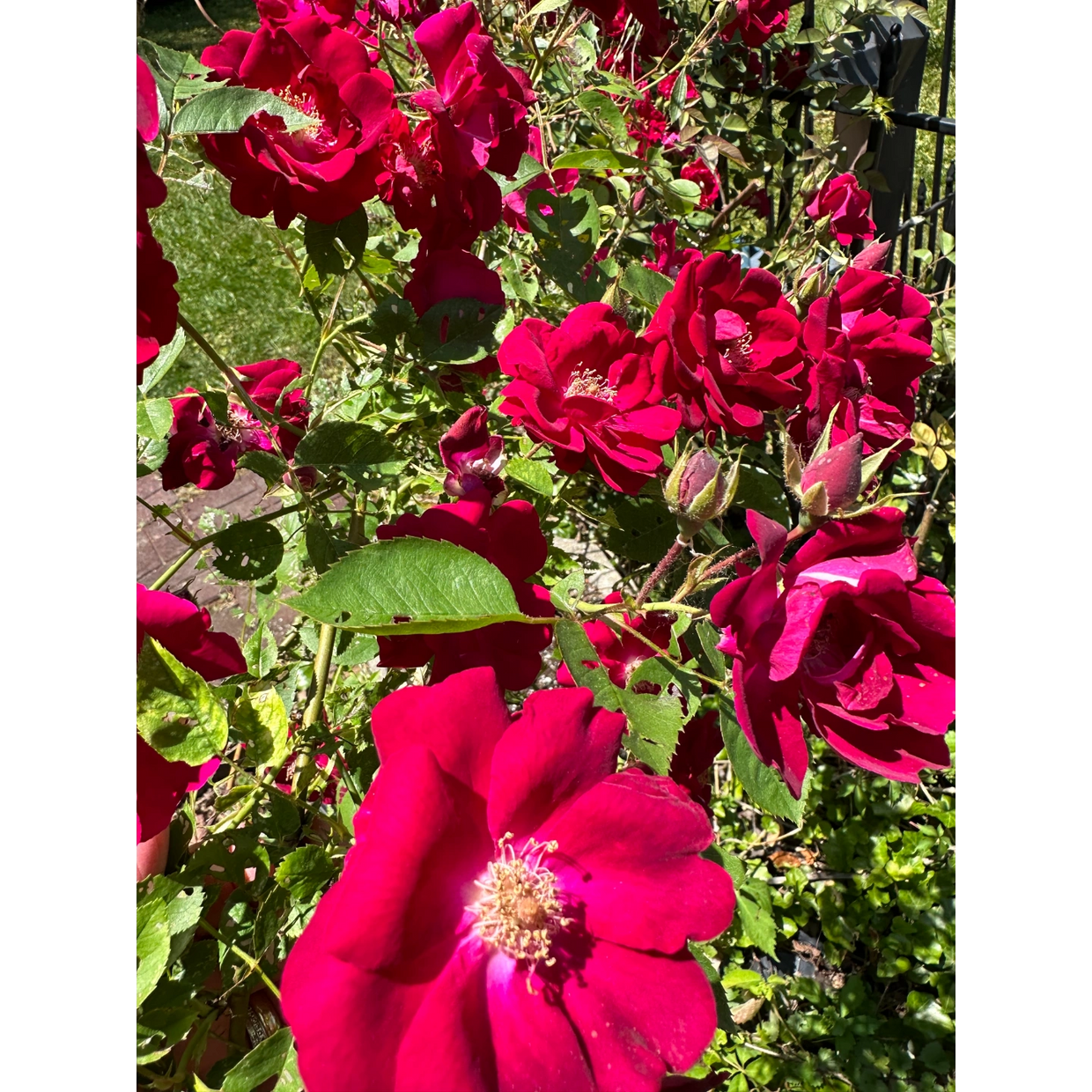 My beautiful knock-out roses that bloomed the day my husband passed away.