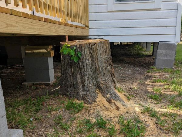 Stump grinding near me! Conroe, Montgomery, The Woodlands, Willis, New Waverly, Huntsville, Spring