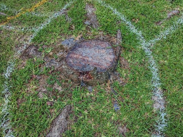 Stump Grinding Company in Conroe, Montgomery, The Woodlands, Willis, New Waverly, Huntsville, Spring