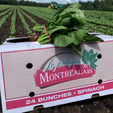 Épinard
