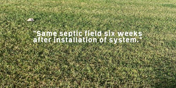 "Same septic field six weeks after installation of system."