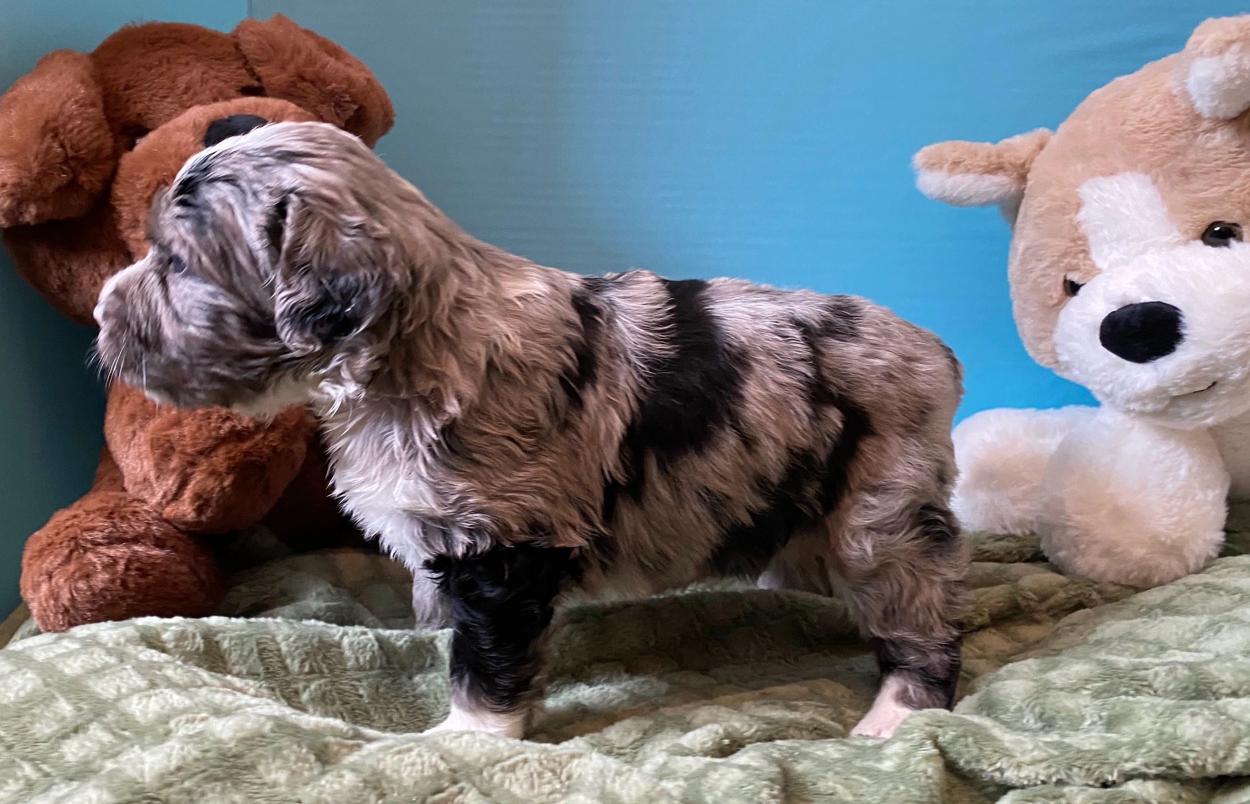 Bernedoodles In Michigan Breeder, Bernedoodle