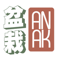 bonsai anak