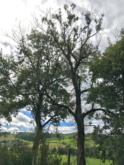 Ash Trees with Fields in the Background