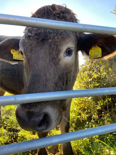 A Cow Looking Through a Metal Gate