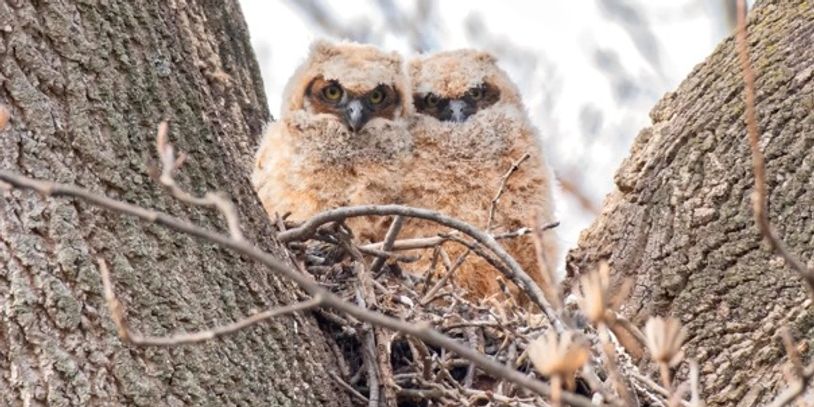 Click on the juvenile Great Horned Owlets for Spring 2024 Newsletter