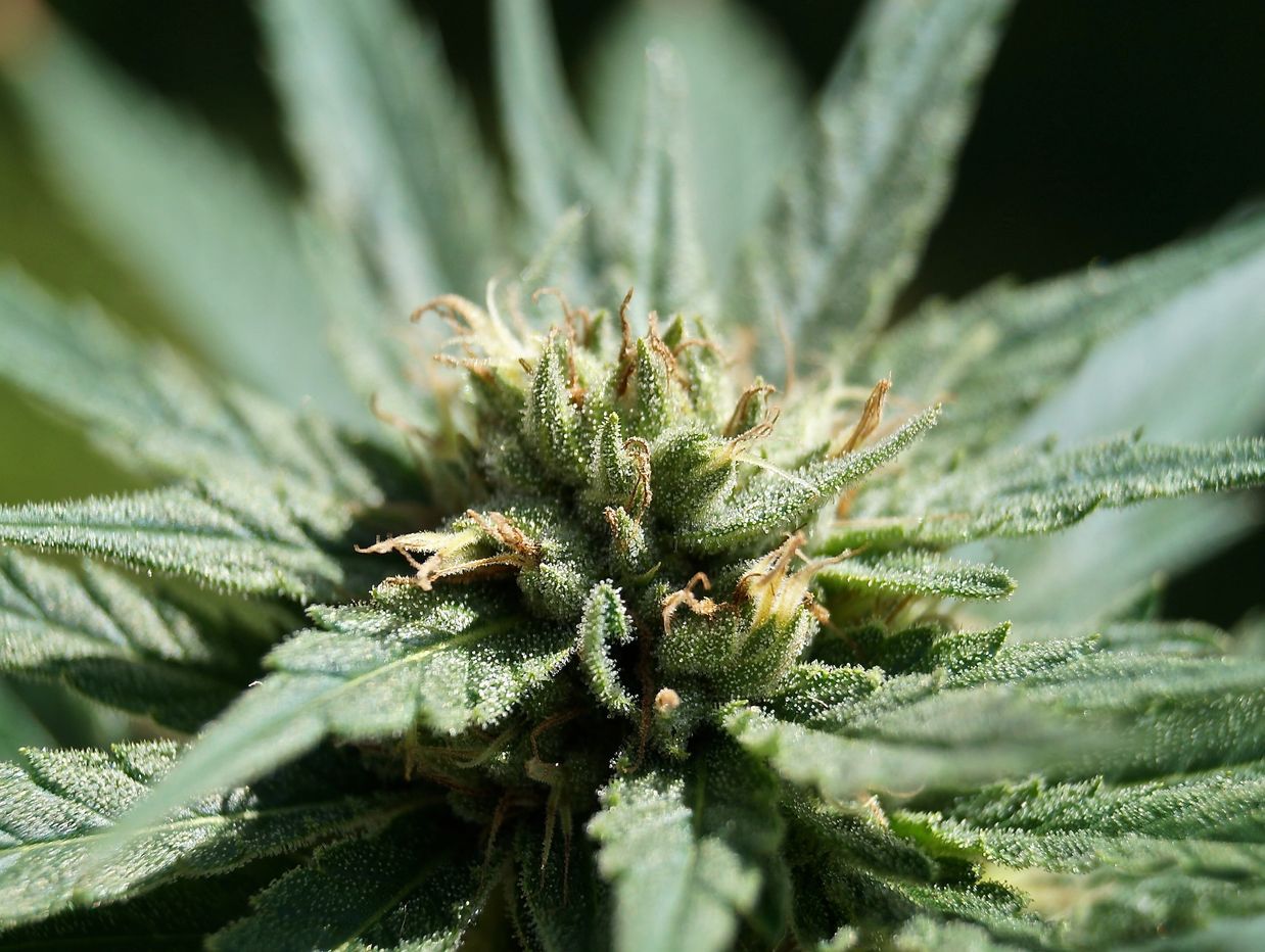 cannabis flower, THC, Hemp, Buds, Weed, Manufacturing