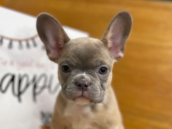 Close-up of a cute French Bulldog puppy.