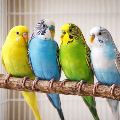Four colorful Parakeets perched on a branch.