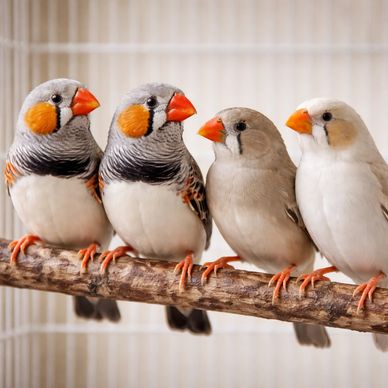 Four Zebra finches perched on a branch.