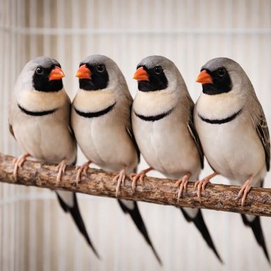Shaft Tail Finches
