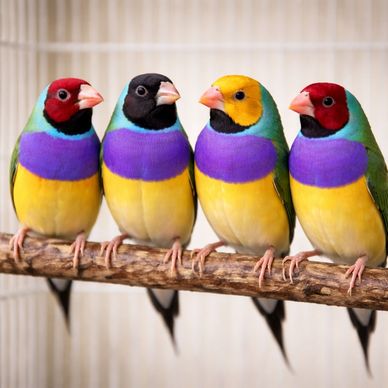 Four colorful Gouldian finches perched on a branch.