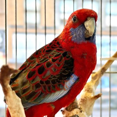Colorful red and blue parrot on a branch.