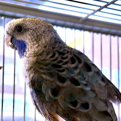 Close-up of a bird with blue cheek patches in a cage.