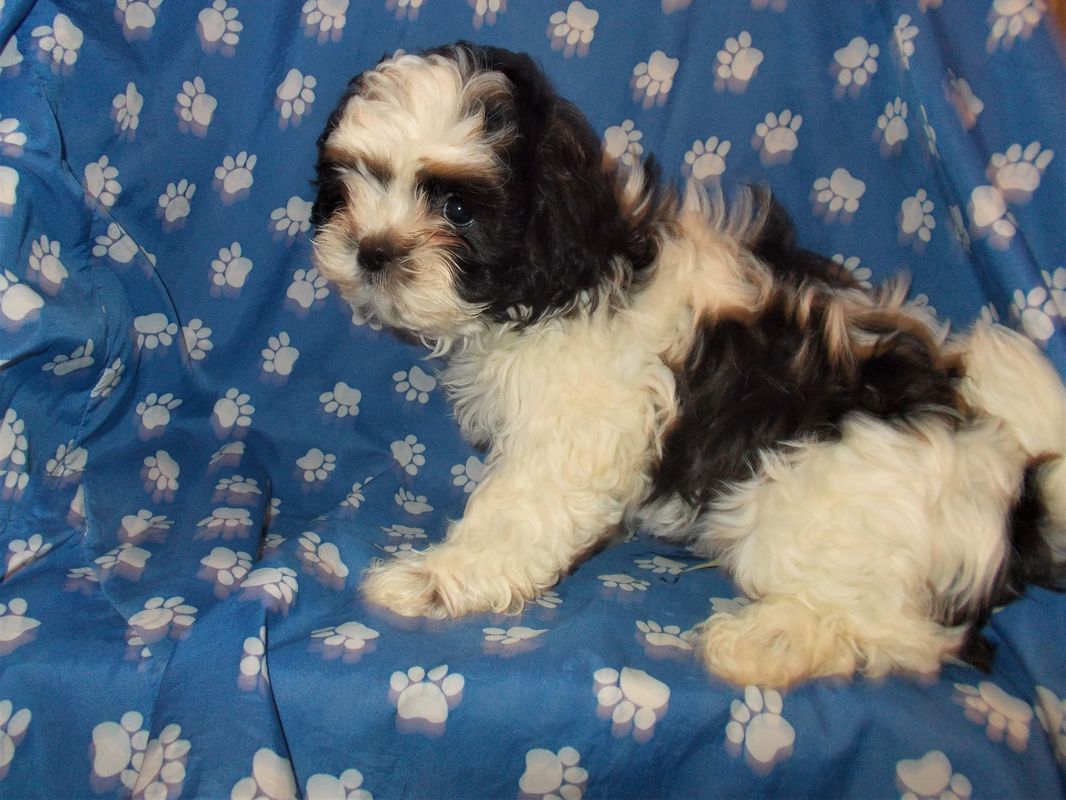 Ed's Pet World - Puppies for Sale, Pet Store, Puppy Find