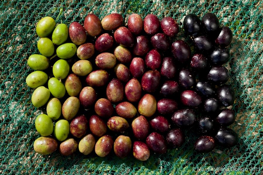 Just Pressed Olive Oil