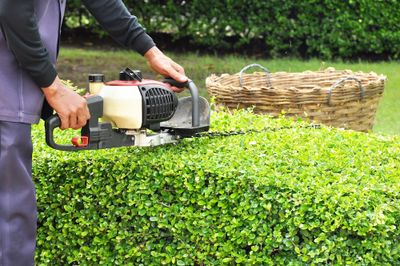 A person trims a boxwood hedge with a gas-powered hedge trimmer outdoors.