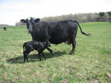 This picture of a cow licking her newborn calf was taken about 30 minutes after it was born. 