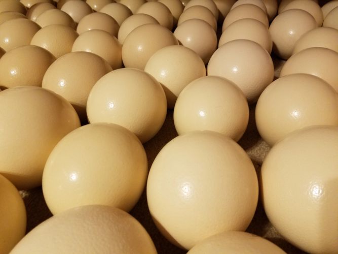 Ostrich Eggs For Sale
