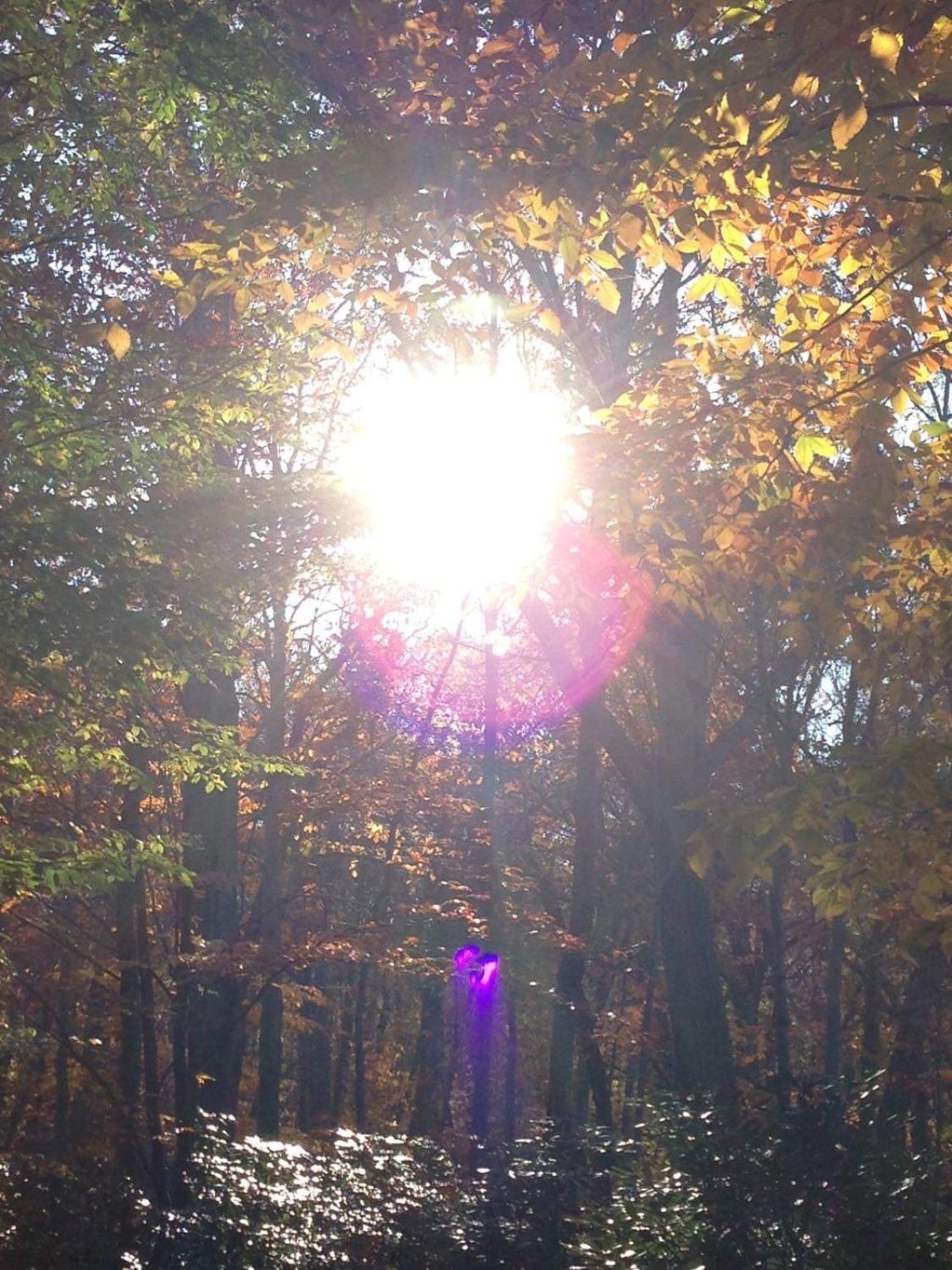 The Violet Flame of St. Germaine. at Avalon Park. New York