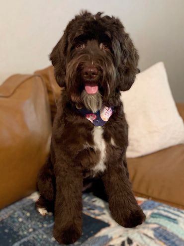 Fluffy brown dog with a white chest sitting on a couch, wearing a colorful collar.