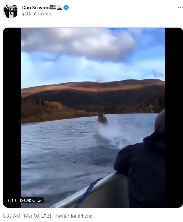 Moose Running On Water Oh My Bank Of England Code