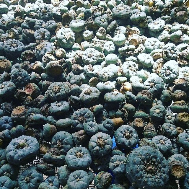 Peyote Church Peyote Church, Education Conservation Cultivation