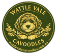 Cavoodle Cuddles 
at 
Four Perfect Paws