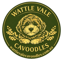 Cavoodle Cuddles 
at 
Four Perfect Paws