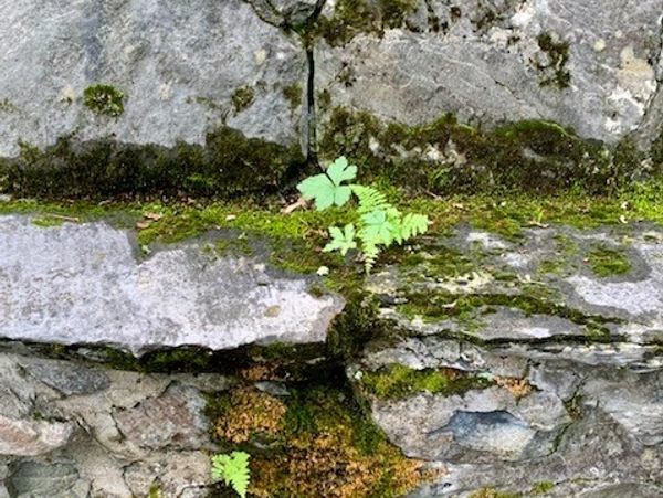 ivy growth