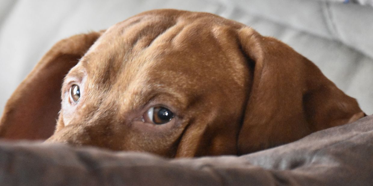 Close-up of a brown dog resting its head with soulful eyes.
