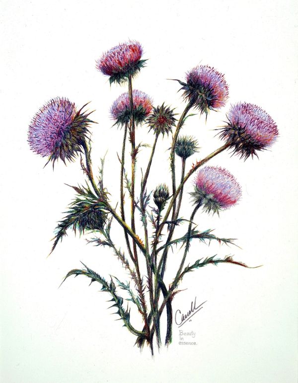 Detailed illustration of a thistle plant with purple flowers and spiky green leaves.